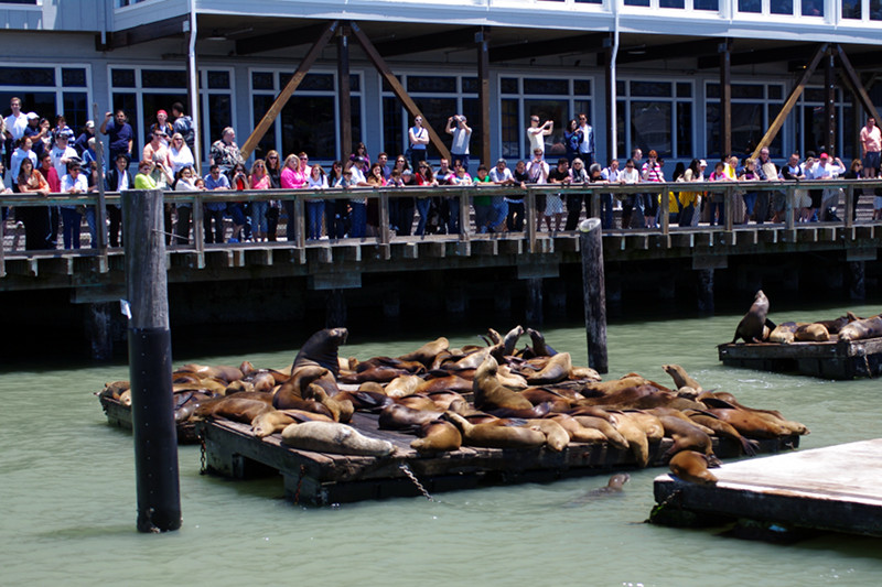Sea lions watching the tourists at Pier 39