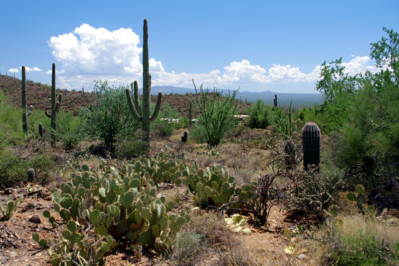 Arizona Sonora Desert