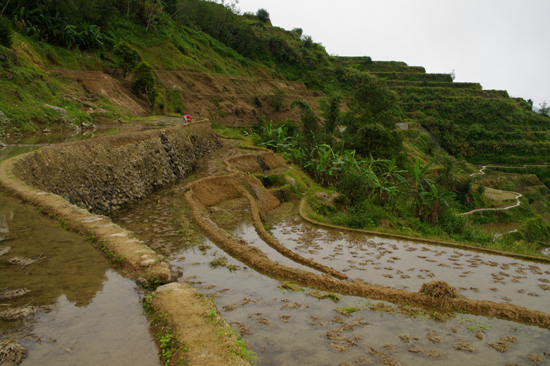 Banaue rice terraces up close