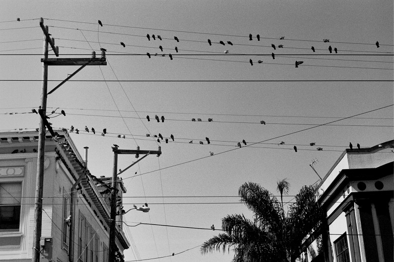 Birds on wires at 16th and Albion