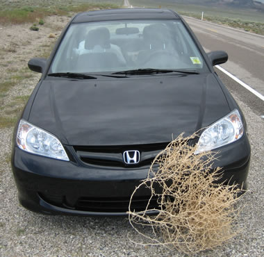 tumbleweed stuck on car
