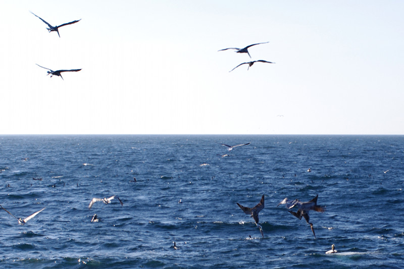 Diving brown pelicans just off the coast of Santa Cruz Island