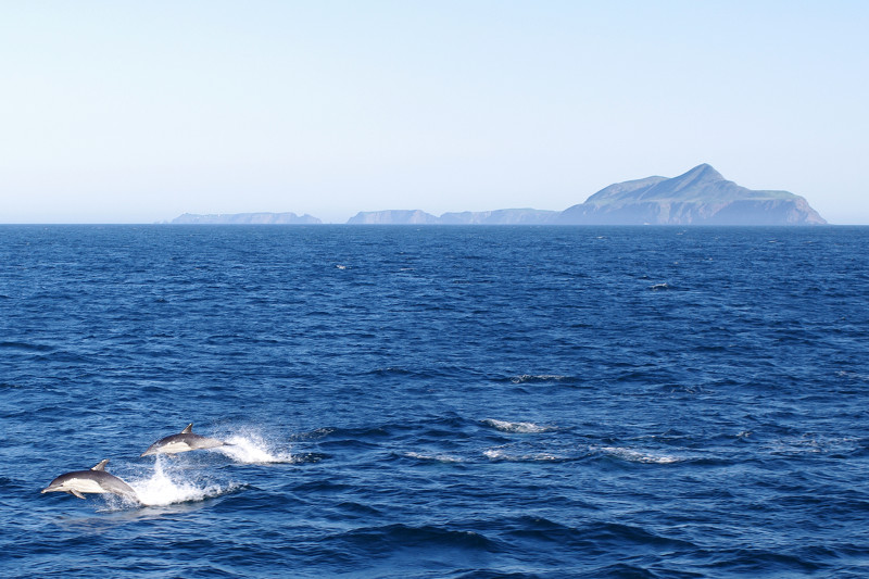Dolphins leaping with Anacapa Island on the horizon