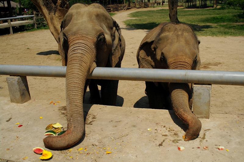 Two elephants vacuum up the scraps at Elephant Nature Park in Chiang Mai, Thailand