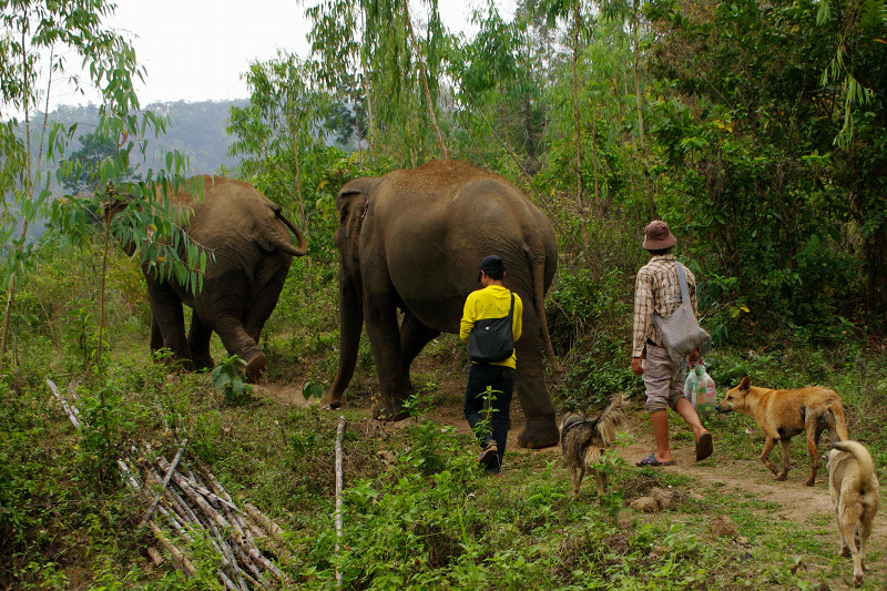 Hiking with the elephants Mae Perm and Jokia to the Elephant Haven at Elephant Nature Park in Chiang Mai, Thailand