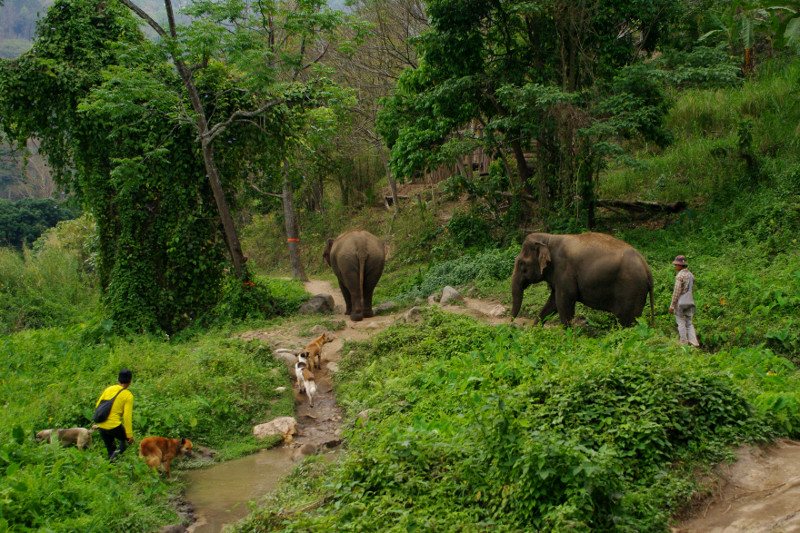Hiking with the elephants to the Elephant Haven at Elephant Nature Park in Chiang Mai, Thailand