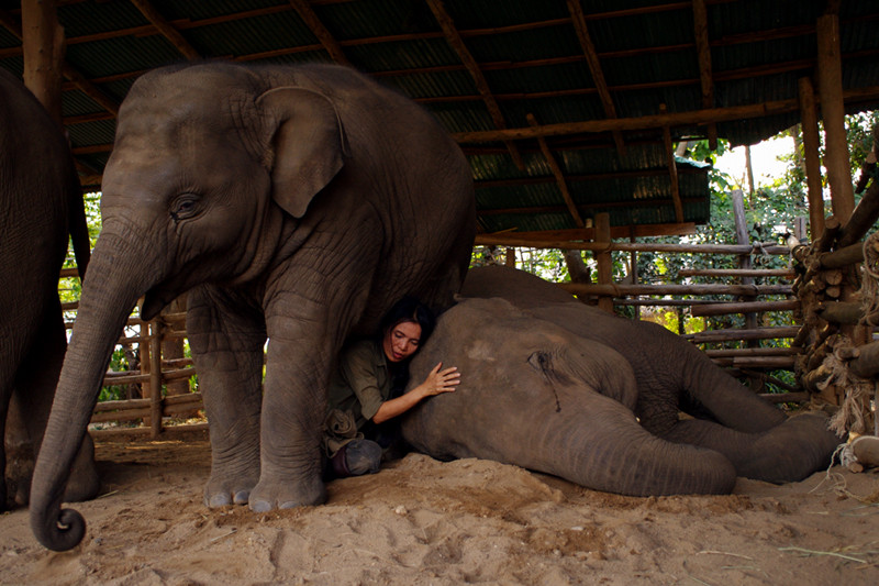 Sangduen 'Lek' Chailert singing an elephant to sleep at Elephant Nature Park in Chiang Mai, Thailand