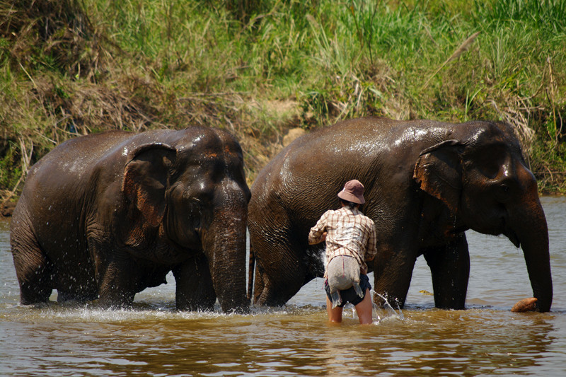 Mahout washing down two elephants in the river at Elephant Nature Park in Chiang Mai, Thailand