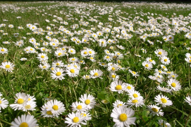 Black  White Flower Picture on Field Of White And Yellow Flowers   Justinsomnia