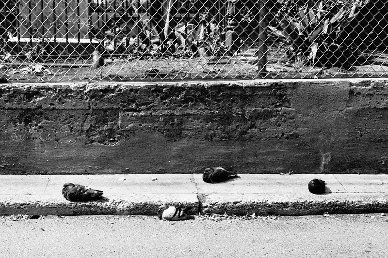 Four pigeons, roosting on the sidewalk in San Francisco