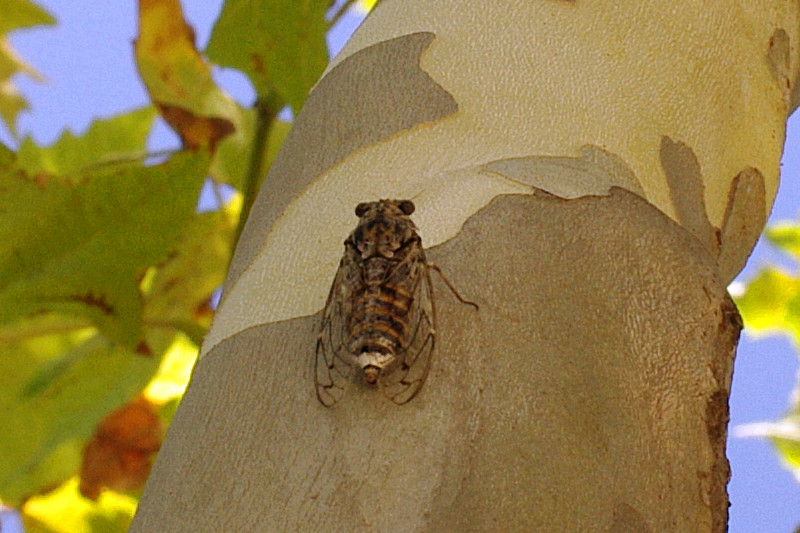 A cigale (cicada) in France