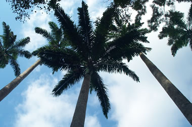looking up at a king palm tree at the aburi botanical gardens