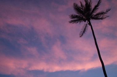sunset reflects off clouds behind a palm tree in accra