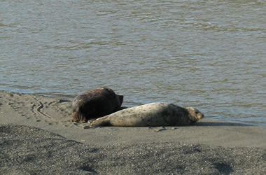 Harbor seals chilling on the banks of the Russian River