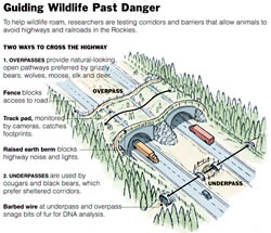 Infographic: Guiding Wildlife Past Danger