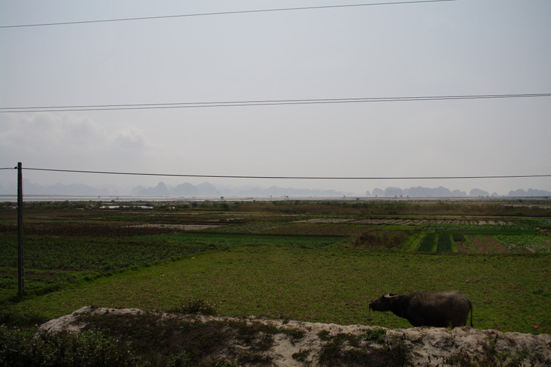 Water buffalo on the way to Hạ Long Bay, Vietnam
