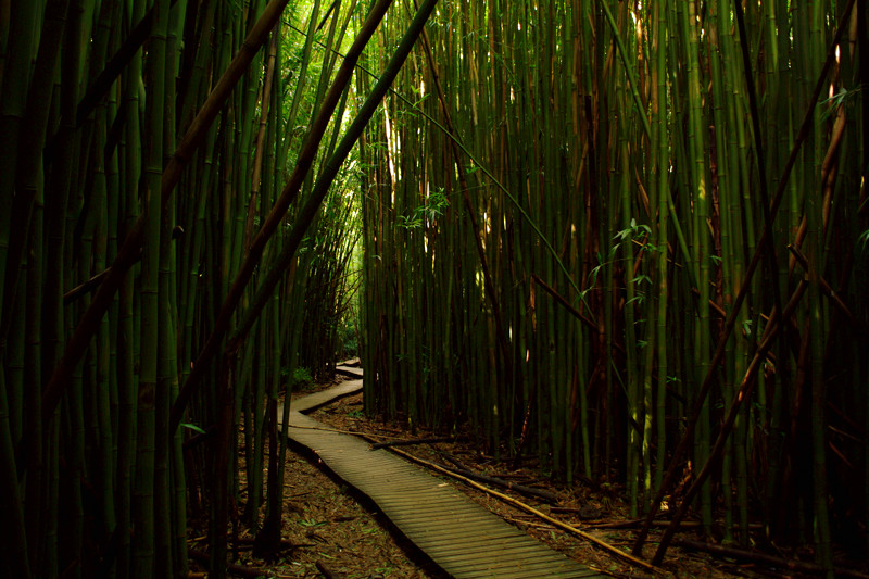 Hiking through the bamboo forest on the Pīpīwai Trail to Waimoku Falls, Haleakalā National Park, Maui, Hawaii