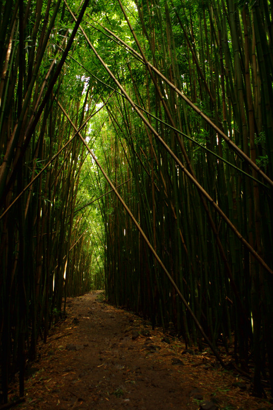 Hiking through the bamboo forest on the Pīpīwai Trail to Waimoku Falls, Haleakalā National Park, Maui, Hawaii