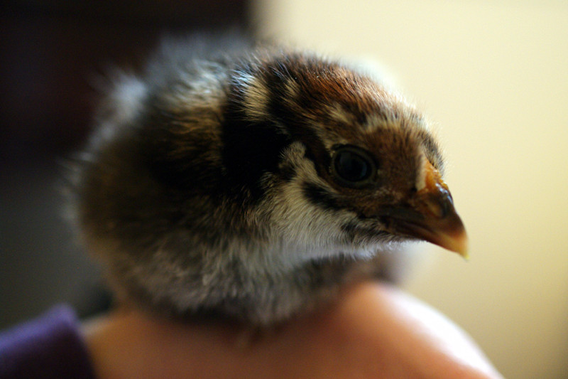 baby chicks. Holding aby chickens