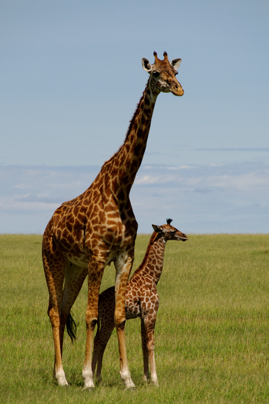 Cool Giraffe Pictures