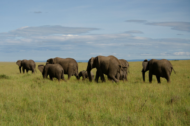 Elephant group walking away at Maasai Mara National Reserve in Kenya