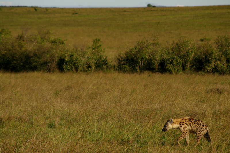 maasai mara kenya hyena in grass