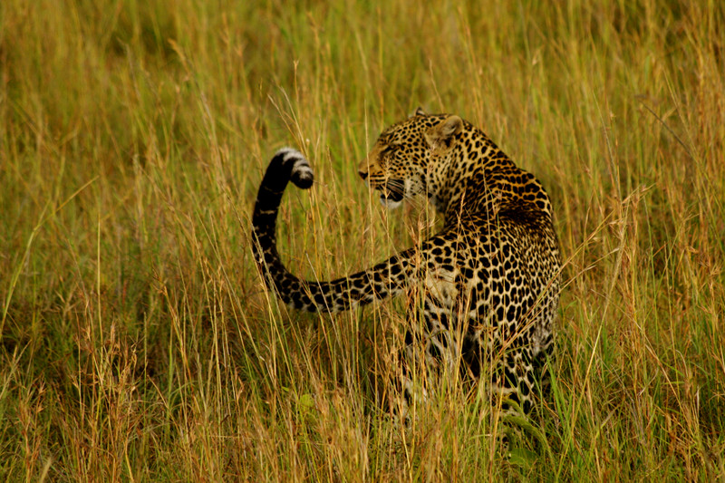 Leopard in the grass at Maasai Mara National Reserve in Kenya