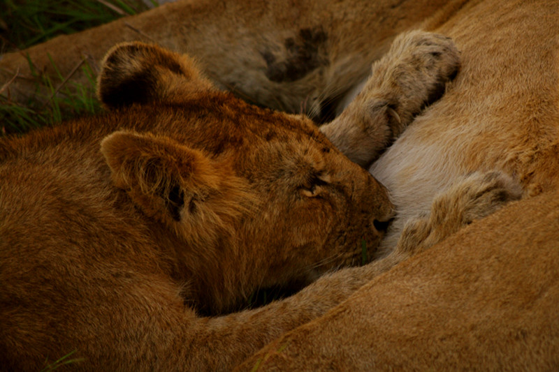 maasai mara kenya lion cub suckling