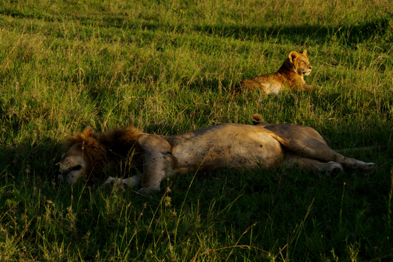 maasai mara kenya sleeping male lion and cub