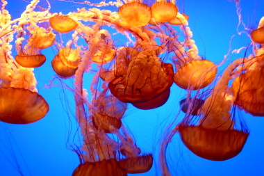 monterey-aquarium-orange-jellyfish.jpg