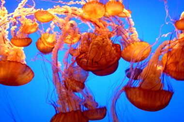 Orange Jellyfish