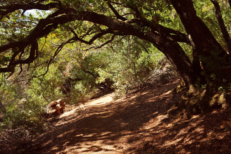 A tree arching over the trail on Mt Diablo