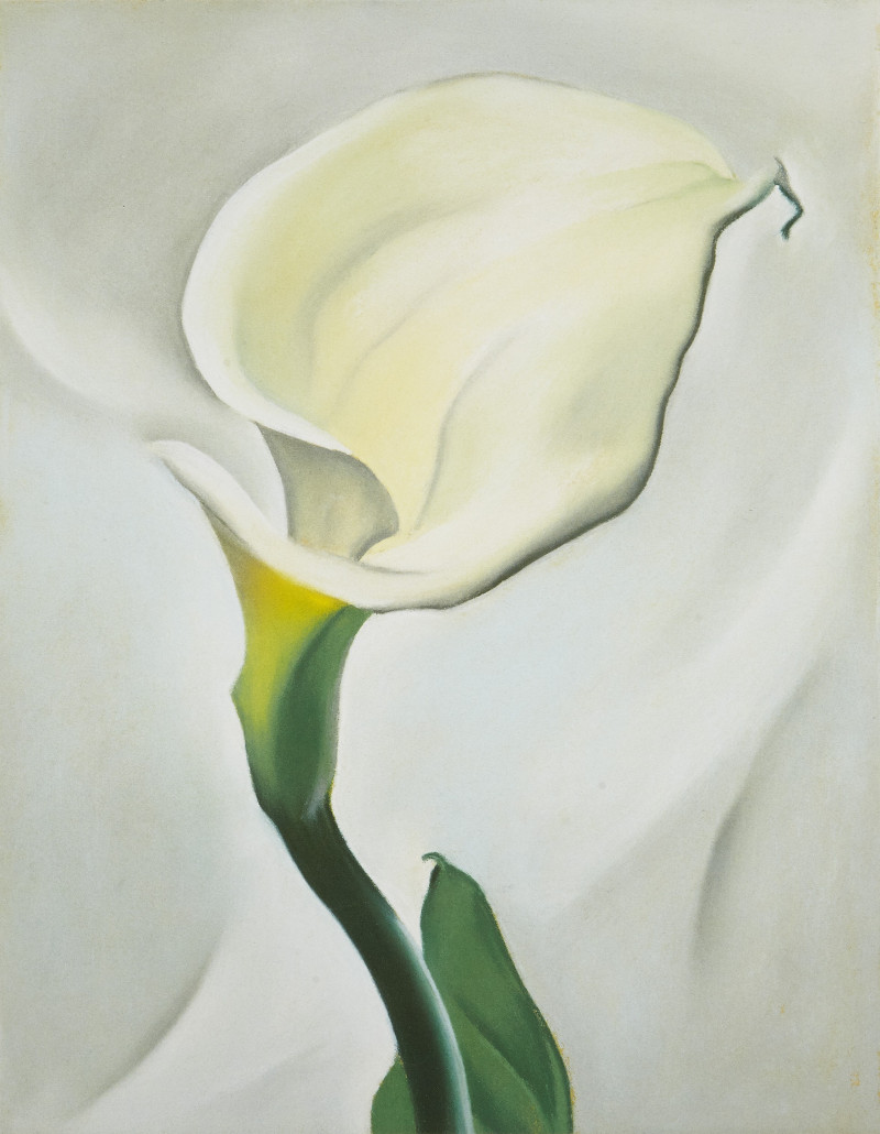 georgia o'keeffe's calla lily turned away painting