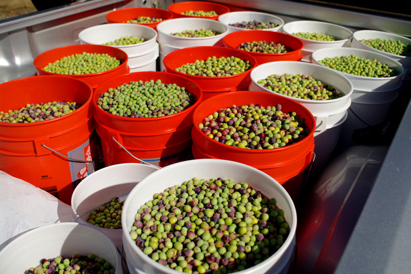 California-grown arbequina olives in five-gallon buckets