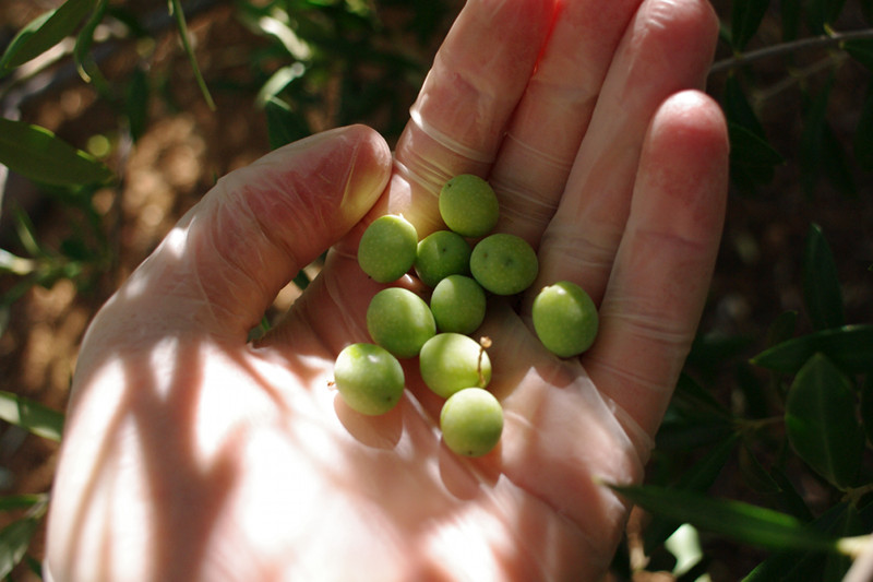 California-grown arbequina olives in hand