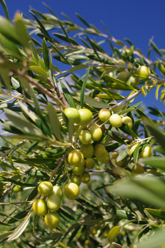 California-grown arbequina olives on the branch