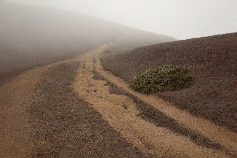 Tomales Point Trail at Point Reyes in the fog