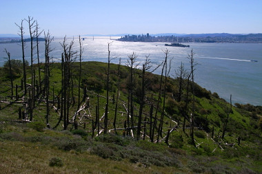San Francisco from Angel Island (through dead trees)