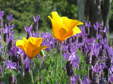two yellow california poppies surrounded by purple flowers
