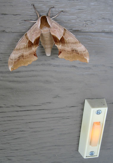 Super giant moth