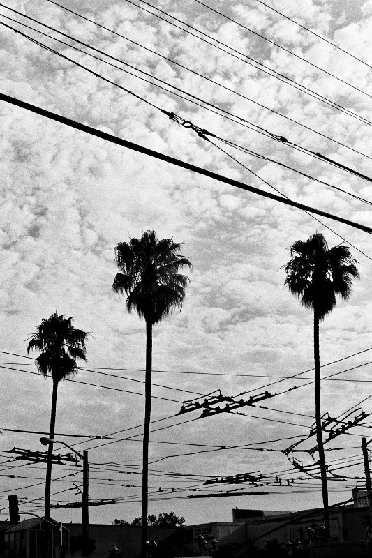 Palms and power lines