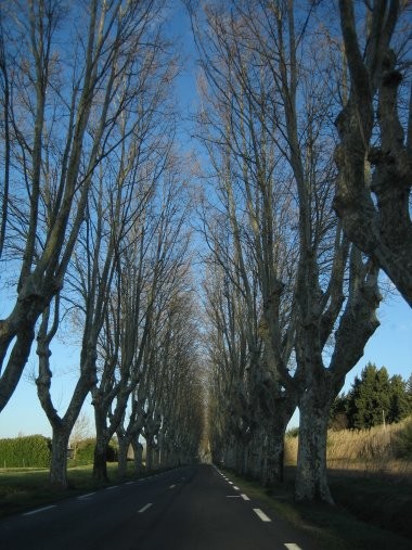 Tree lined roads on the way to Pertuis