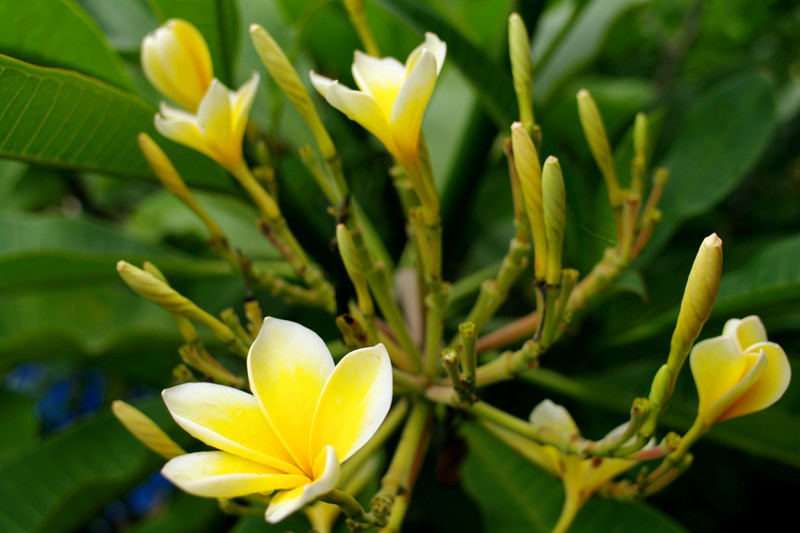 Yellow frangipani flowers at the Tropical Bali Hotel
