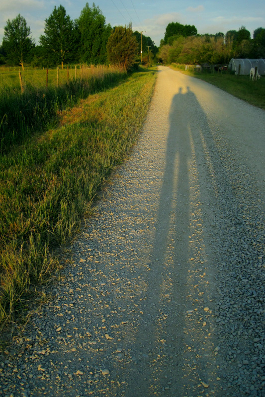 Long shadows cast along a dirt road on a farm in Upper Moutere, New Zealand