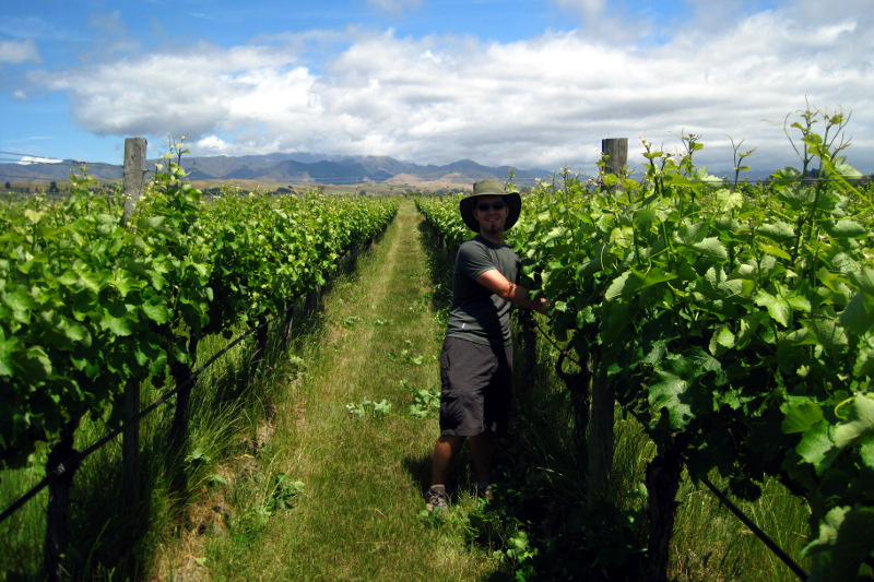 Justin shoot thinning as part of our WWOOFing on a vineyard in the Marlborough region of New Zealand