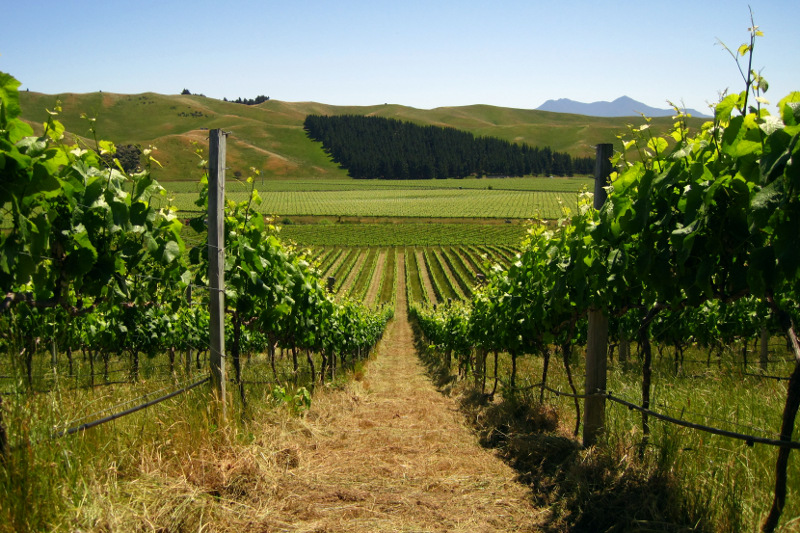 Nice view of mowed row between vines on a vineyard in the Marlborough region of New Zealand