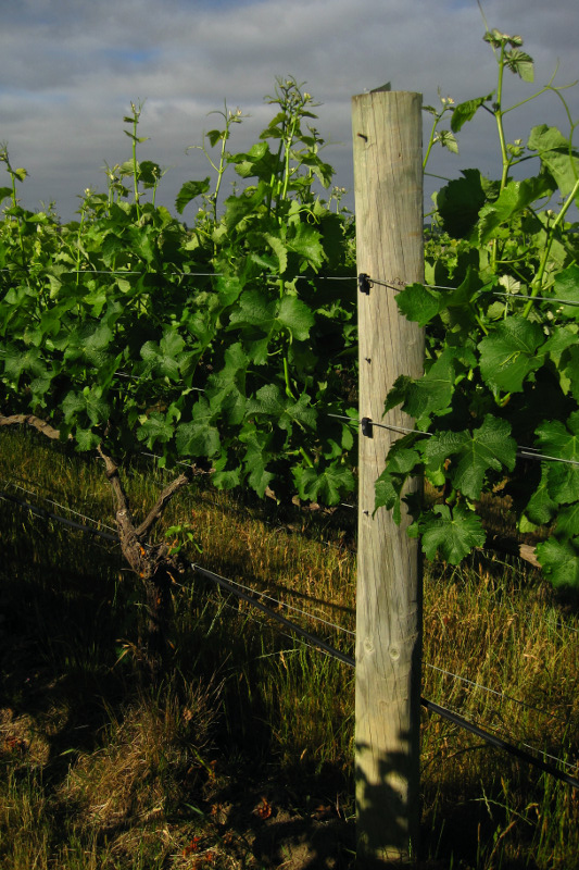 How a post looks after wire lifting on a vineyard in the Marlborough region of New Zealand