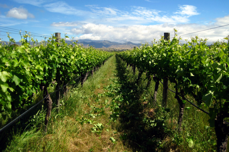 How a row looks after shoot thinning on a vineyard in the Marlborough region of New Zealand