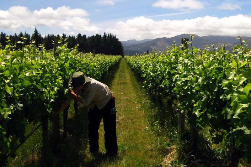 Stephanie shoot thinning as part of our WWOOFing on a vineyard in the Marlborough region of New Zealand