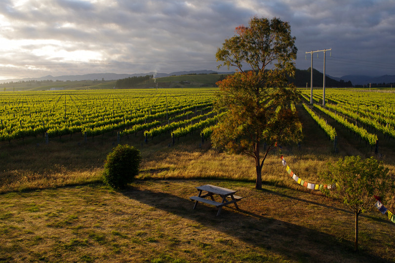 View from our bedroom on a vineyard in the Marlborough region of New Zealand